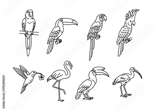 Bird species line drawings set