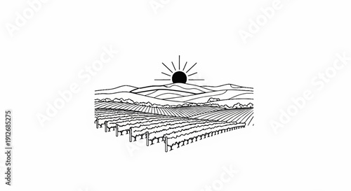 A black and white sketch of rolling hills with a vineyard and a rising sun