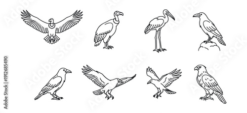 Bird variety line drawings collection