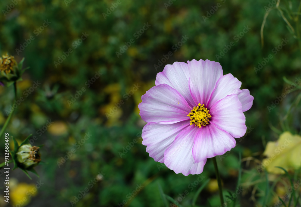custom made wallpaper toronto digitalPink Cosmos Flower Close-Up In Garden With Yellow Center Against Soft Green Background