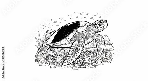 A detailed line drawing of a sea turtle resting on a colorful coral reef