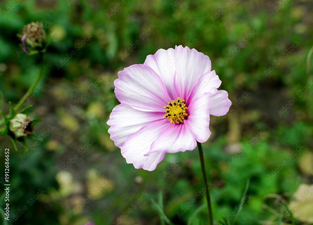 custom made wallpaper toronto digitalPink Cosmos Flower Close-Up In Garden With Yellow Center Against Soft Green Background