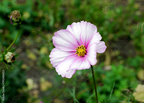 Wallpaper Mural Pink Cosmos Flower Close-Up In Garden With Yellow Center Against Soft Green Background Torontodigital.ca
