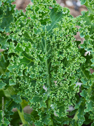 green kale leaves in garden