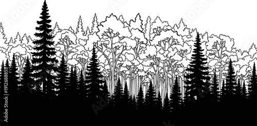 A dense forest with varied evergreen and deciduous trees in silhouette