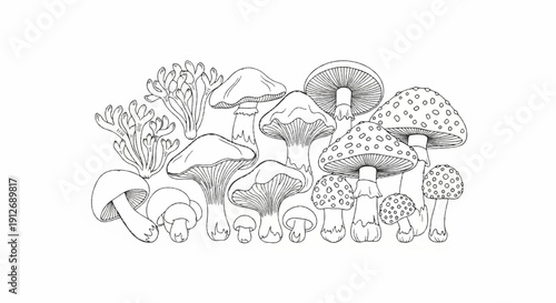 A detailed line drawing depicts a variety of mushroom species on a white background