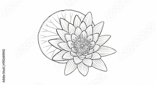 A detailed line drawing of a blooming water lily with a large, veined leaf