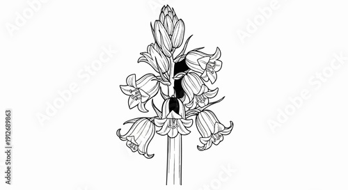 A detailed black and white line drawing of a flowering plant