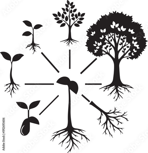 Plant growth cycle silhouette vector illustration from seed to mature tree line art