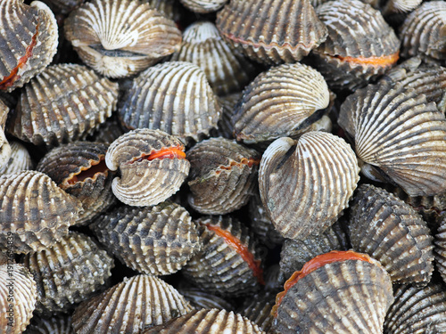 Obraz na plátně fresh cockle on the market