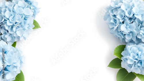 Light blue hydrangea blossoms with green leaves flowers floral