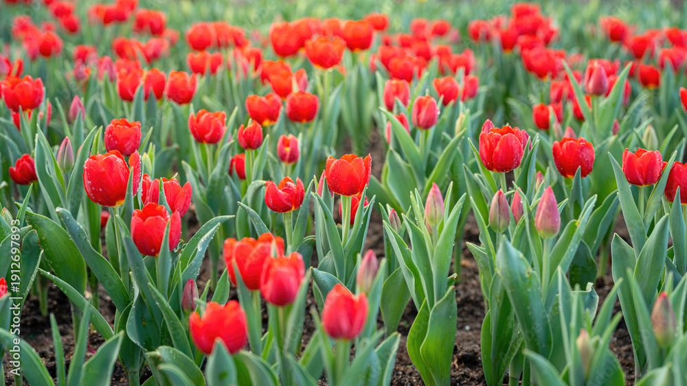 Fototapeta premium Red tulip flowers in blooming with green leaf, close-up at the flower's lobe. Nature background scene.
