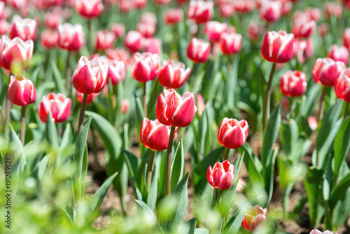 Colorful pink tulip flowers in blooming with green leaf, close-up at the flower's lobe. Nature background scene.