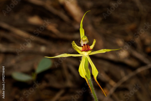 Arrowsmith Spider Orchid (Caladenia crebra) flower, Southwest Western Australia
