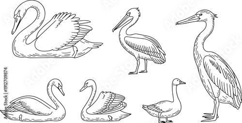Hand drawn swan pelican heron duck set, vintage outline bird illustration, wildlife vector collection, elegant waterfowl line art