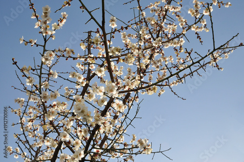 青空と梅の花