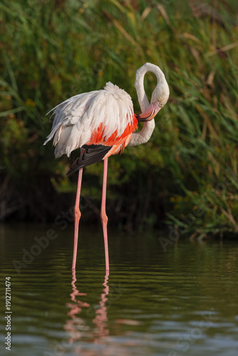 Greater flamingo (Phoenicopterus roseus) cleaning its feathers in the shallow water of a lagoon in the Camargue, France.