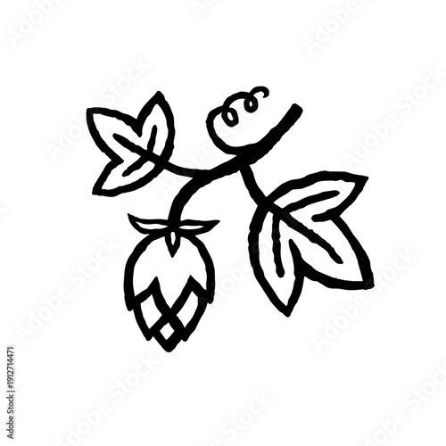 Hops Branch with leaves and cone. Ink black hand drawn line illustration on white background.