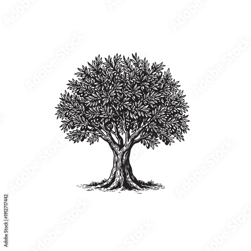 Olive tree vector sketch
