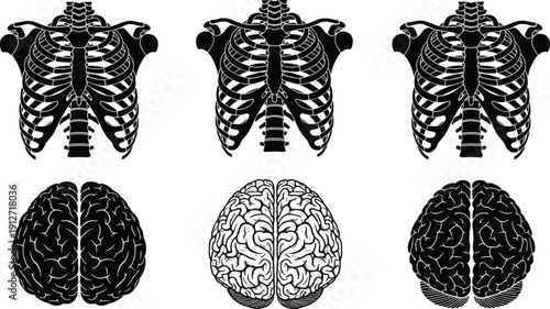 Human anatomy vector set featuring detailed rib cage silhouettes and brain illustrations, medical science icons for healthcare education, biology research, and skeletal structure.