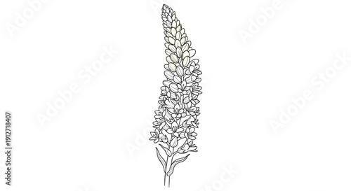 Detailed vertical line drawing of a wildflower spike with many small blooms, rendered in a classic black and white botanical style.