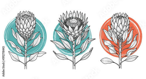 Set of three protea flower illustrations with detailed line work placed on colorful circular background shapes for modern decor.