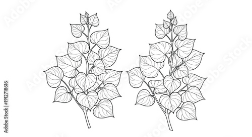 Detailed botanical line art sketches depict two branches with heart shaped leaves in a classic hand drawn style for vintage nature designs.