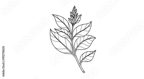 Delicate black and white botanical line art drawing depicts a single plant branch with textured leaves and a small emerging flower bud.