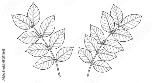 Two detailed botanical line art sketches show branches with pinnate leaves resembling walnut or ash for natural science illustrations.