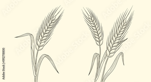 Detailed vintage style botanical illustration of two wheat stalks with ripe ears of grain on a warm neutral background.