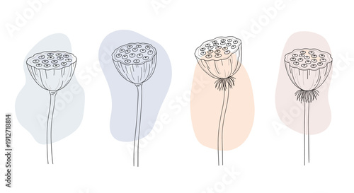 Collection of four lotus seed head illustrations in fine line art set against colorful pastel abstract organic background shapes.