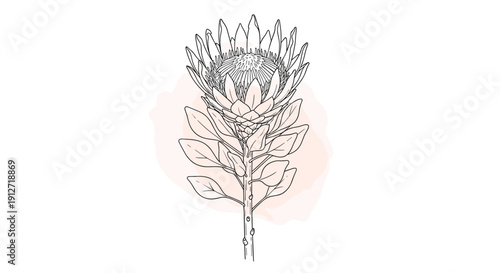 Detailed vintage style botanical drawing of a large protea flower bloom with its characteristic petals and leaves.