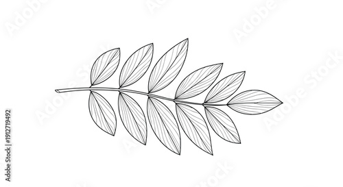 Detailed botanical illustration of a compound leaf branch features delicate line work and realistic leaf shapes on a white field.