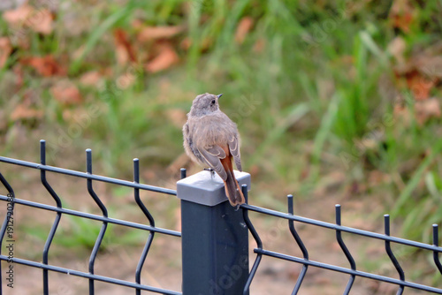 Wallpaper Mural A portrait of a juvenile female common redstart sitting on a metal pole, blurred background Torontodigital.ca