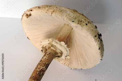 Wallpaper Mural Parasol mushroom gills, movable ring and stem detail Torontodigital.ca