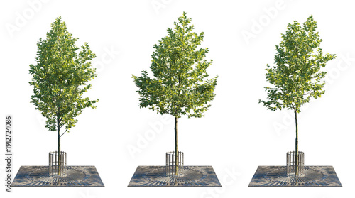 Neat Urban Tree Collection with Tree Grate and Trunk Guard (Street Tree with Protective Grille) Isolated PNG on a Transparent Background Premium Nature Cutout
