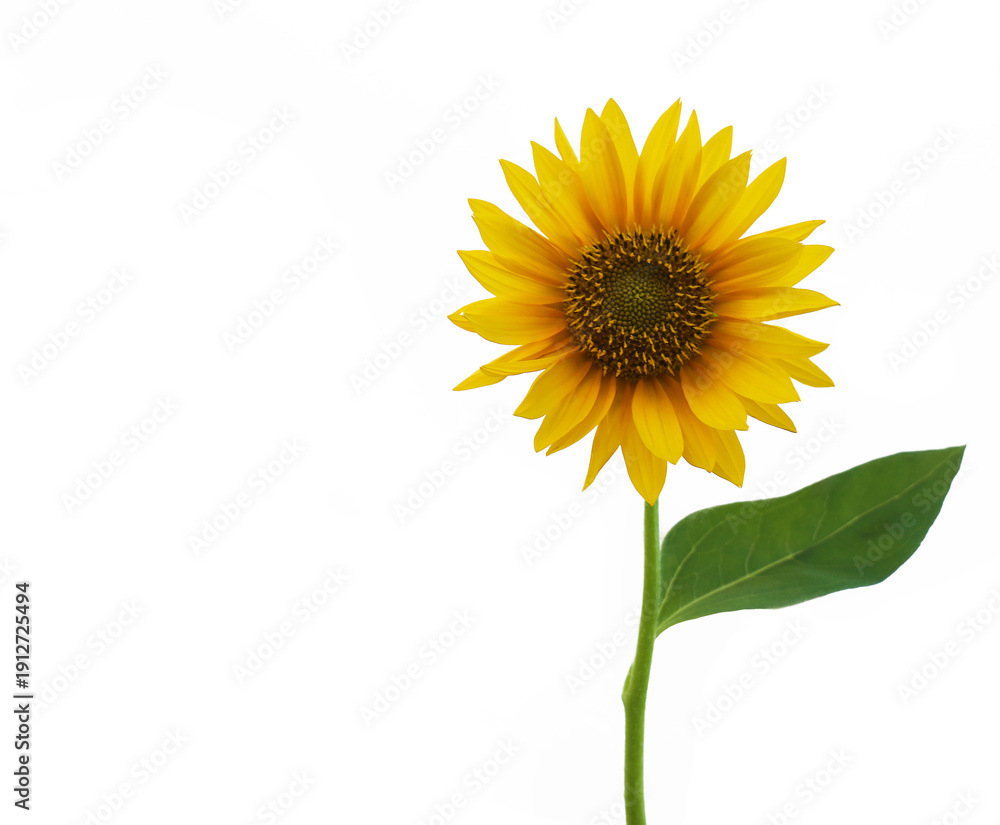 Obraz premium vibrant blooming sunflower with green leaves and a bud isolated on a clean clear white background backdrop capturing natural beauty and summer essence