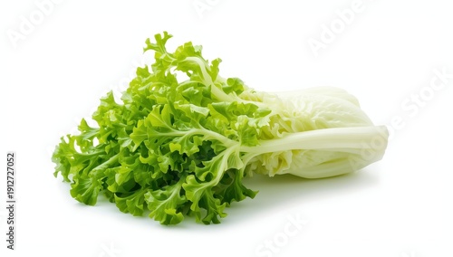 Isolated fresh green endive frisee chicory leaves on a white background with full depth of field