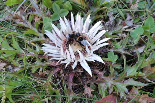 Wallpaper Mural A carder bee pollinating silver carline thistle in the Tatra Mountains Torontodigital.ca