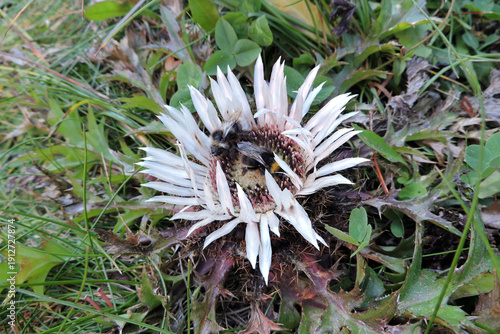 Wallpaper Mural A carder bee pollinating silver carline thistle in the Tatra Mountains Torontodigital.ca
