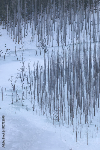 Wallpaper Mural 水位が下がったダムで残されていた木が顔を出し湖面が氷結してる様子 Torontodigital.ca