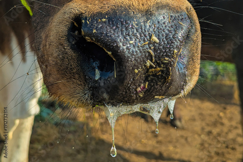 Bild auf Leinwand Cow Saliva Mouth, vomiting from a cow's mouth, A cow opens its mouth and want to eat an apple