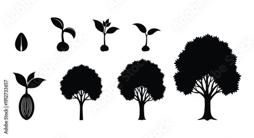 Plant growth stages illustrated with simple black silhouettes