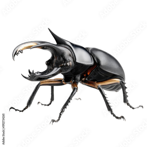 Black Stag Beetle Side Profile