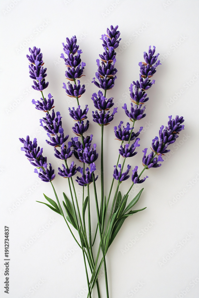 Obraz premium Bunch of fresh aromatic lavender blossoms on a white background
