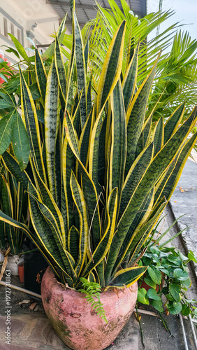 Snake plant with tall variegated leaves in pot placed on tiled floor