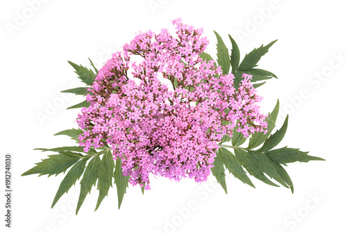 Red Valerian herb flower sprigs isolated on a white background. clipping path