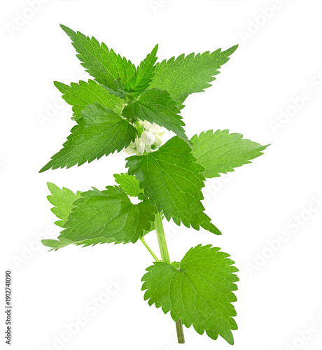 Branch Of A Nettle Isolated On White Background
