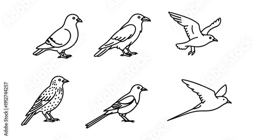 Bird species line drawings set