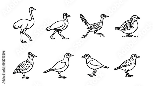 Bird species black and white cartoon illustrations set